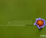 Flora_m