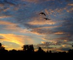 Copyright Ali Catterall - Flickr