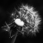 La fe crece en las pruebas